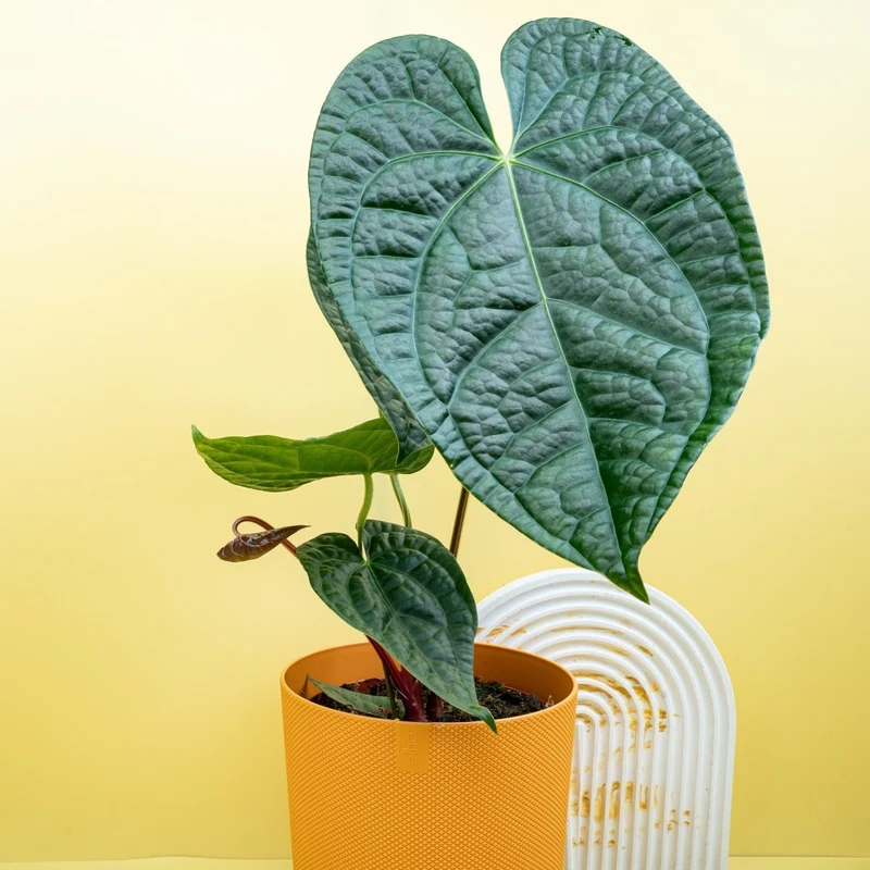 ANTHURIUM MAGNIFICUM X LUXURIANS