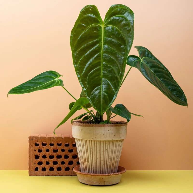 ANTHURIUM VEITCHII
