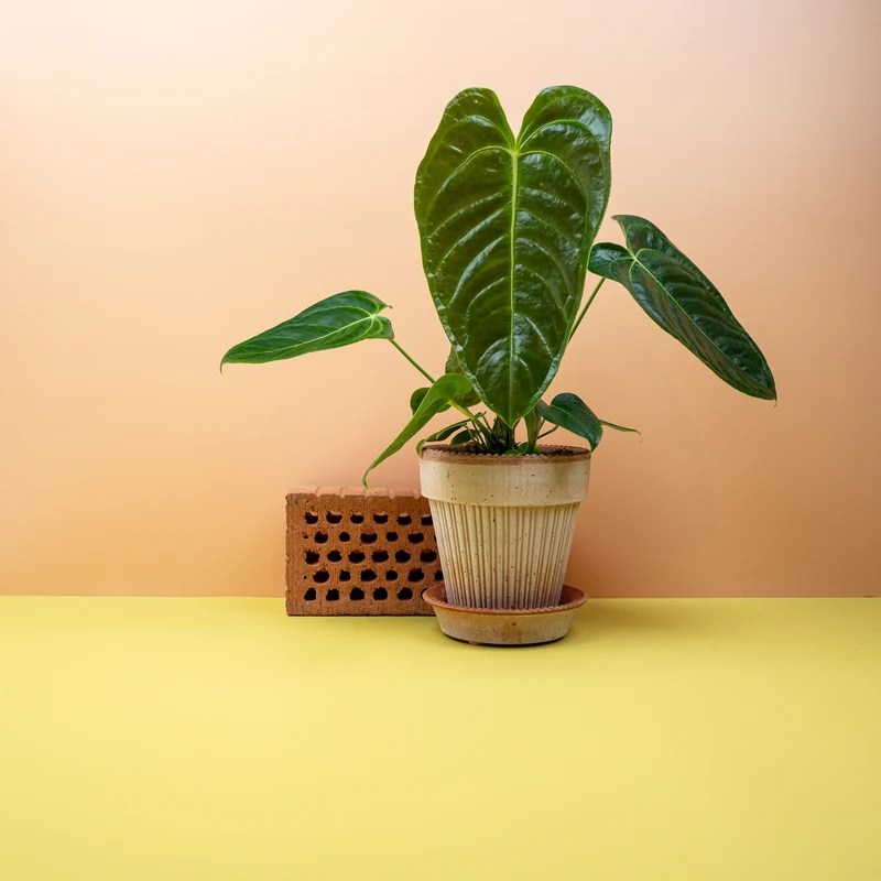 ANTHURIUM VEITCHII