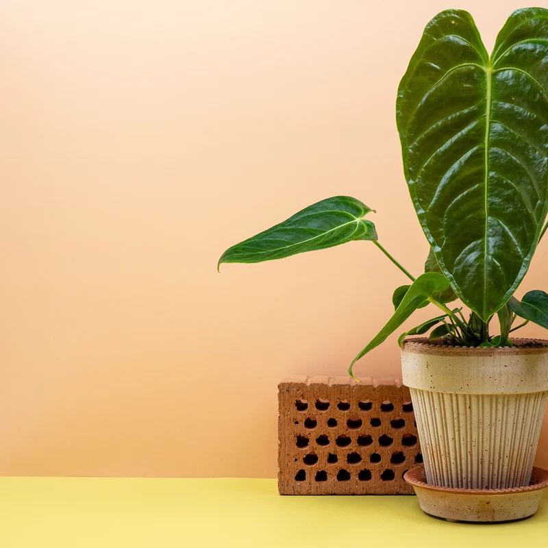 ANTHURIUM VEITCHII