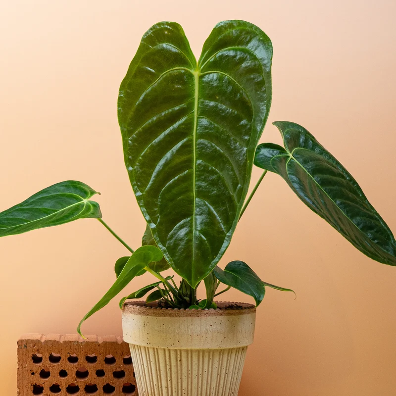 ANTHURIUM VEITCHII