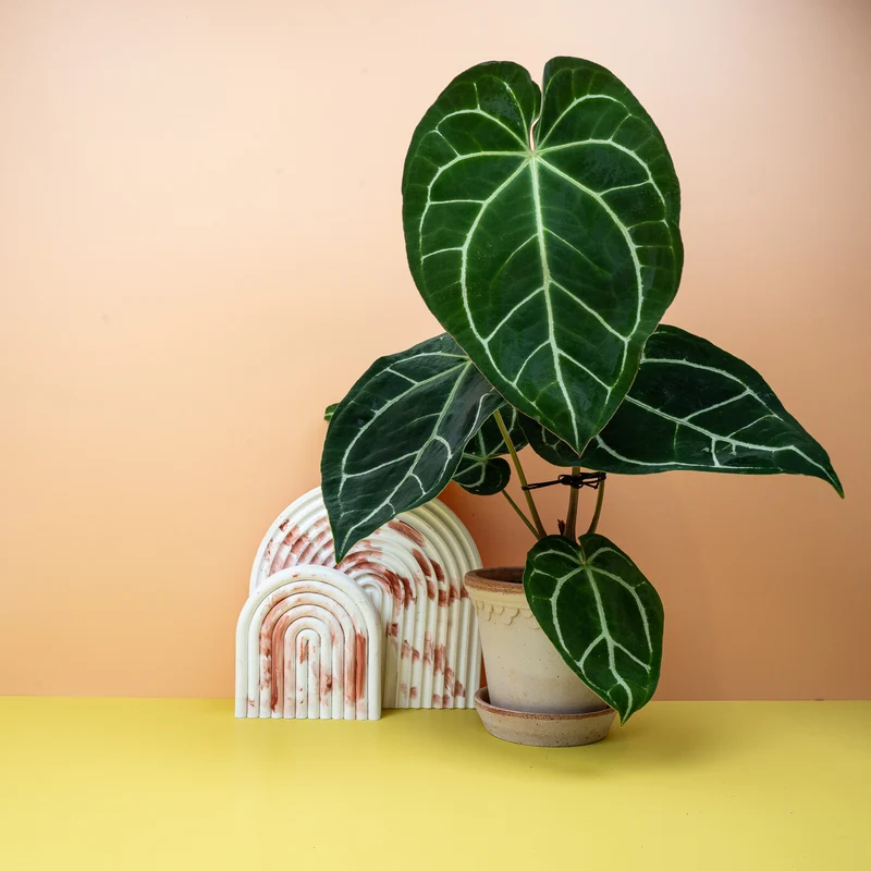 ANTHURIUM CRYSTALLINUM