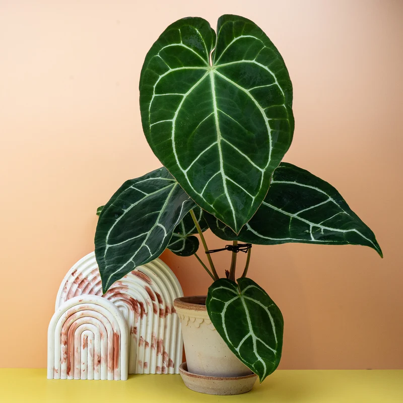 ANTHURIUM CRYSTALLINUM