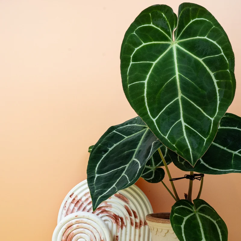 ANTHURIUM CRYSTALLINUM