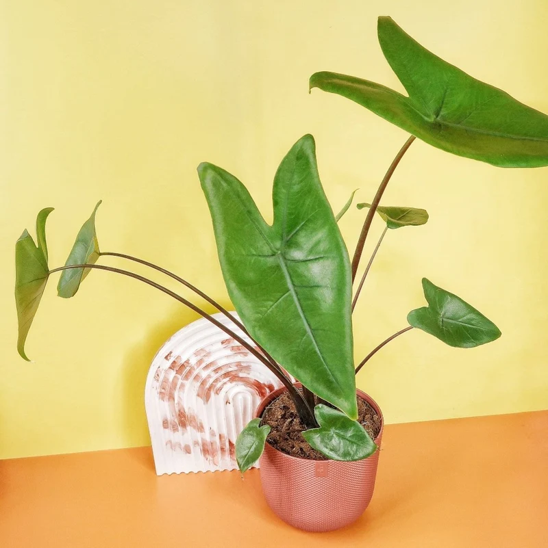ALOCASIA ZEBRINA BLACK STEM