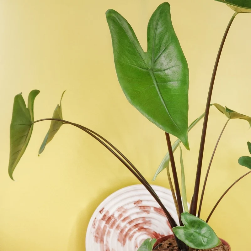 ALOCASIA ZEBRINA BLACK STEM