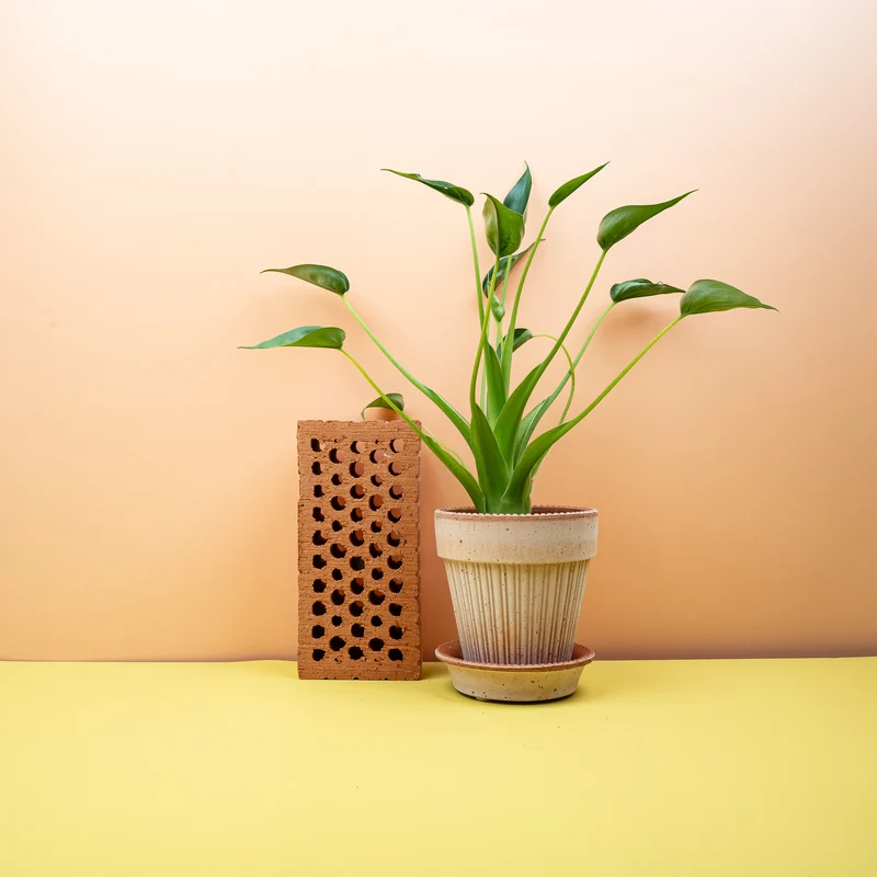 ALOCASIA TINY DANCER