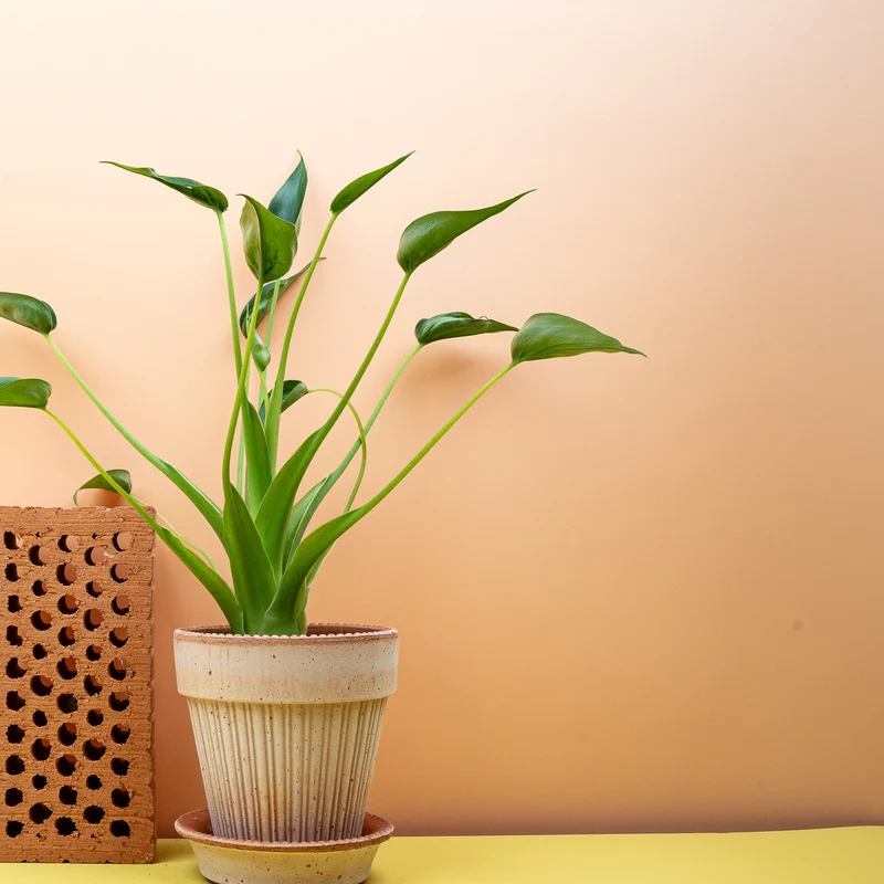 ALOCASIA TINY DANCER