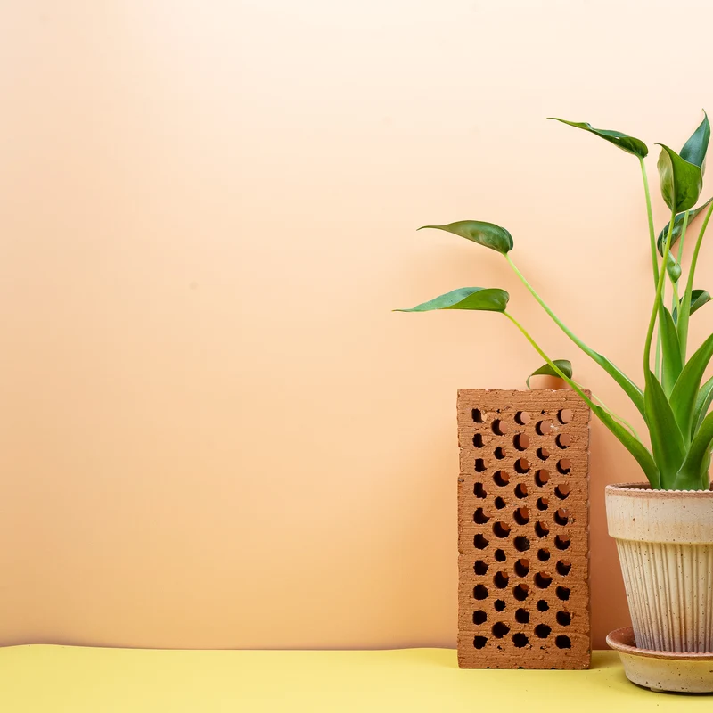 ALOCASIA TINY DANCER