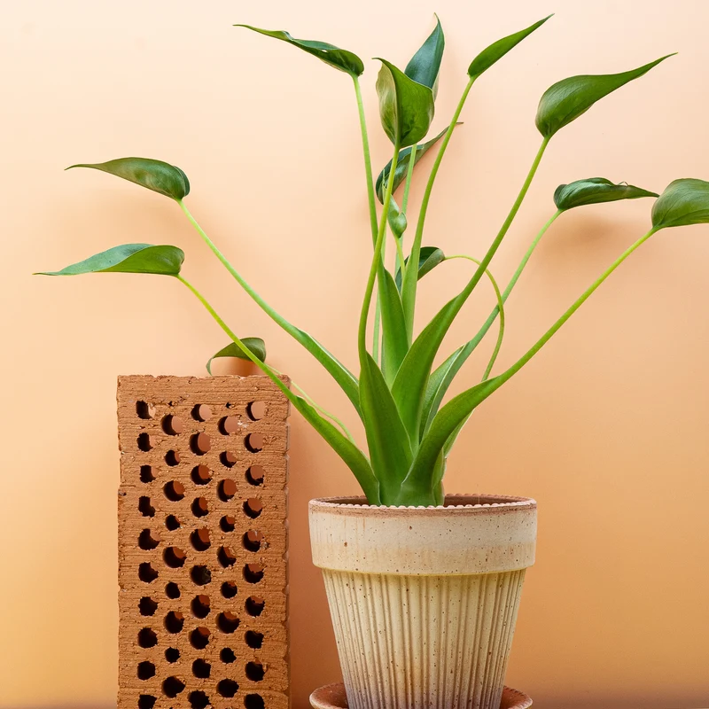 ALOCASIA TINY DANCER