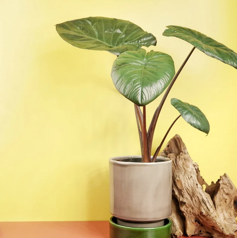 ALOCASIA CHOCOLATE GREEN