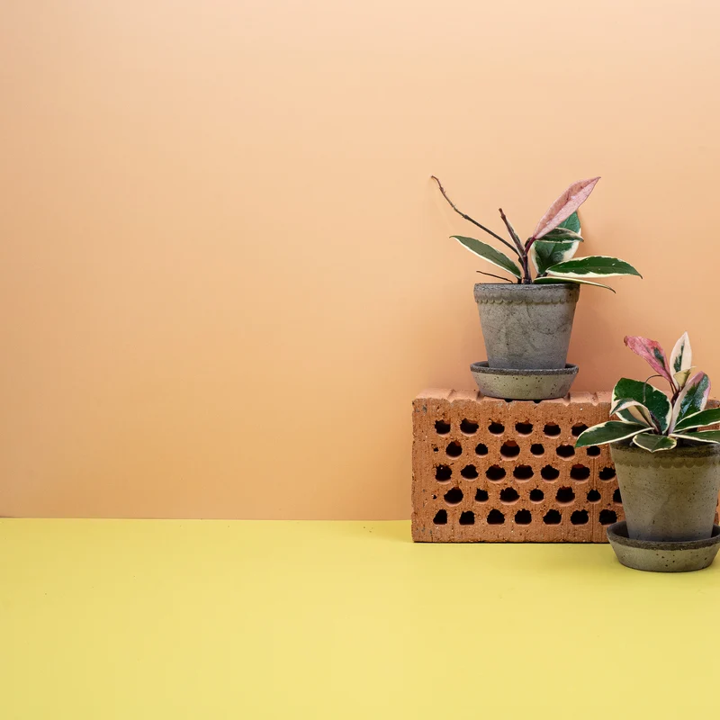 HOYA FLAMINGO DREAM