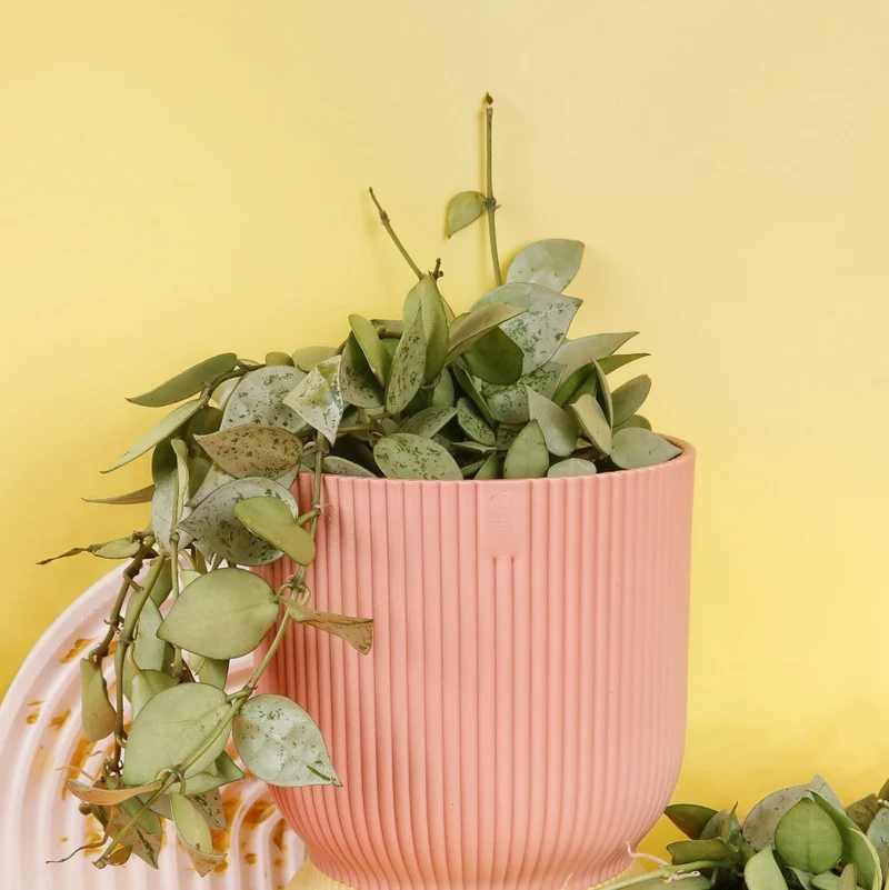 HOYA KROHNIANA ESKIMO