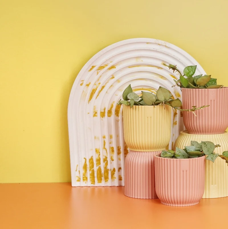 HOYA KROHNIANA ESKIMO