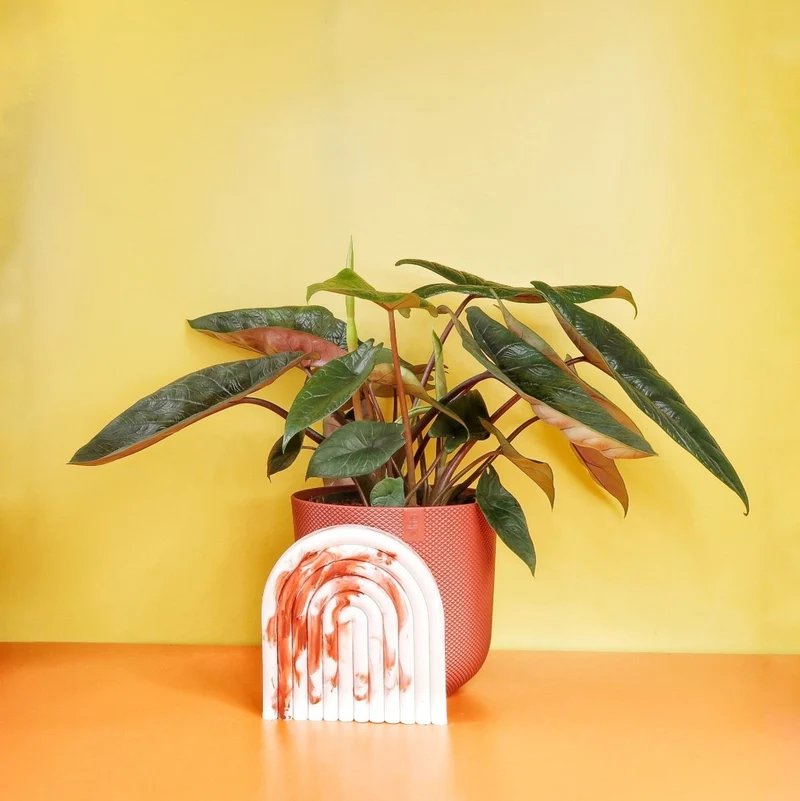 ALOCASIA SCALPRUM
