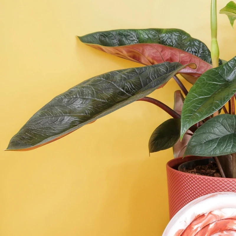 ALOCASIA SCALPRUM
