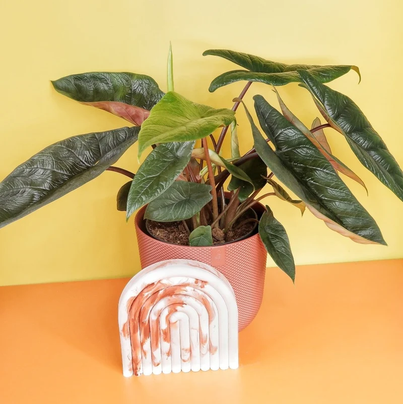 ALOCASIA SCALPRUM