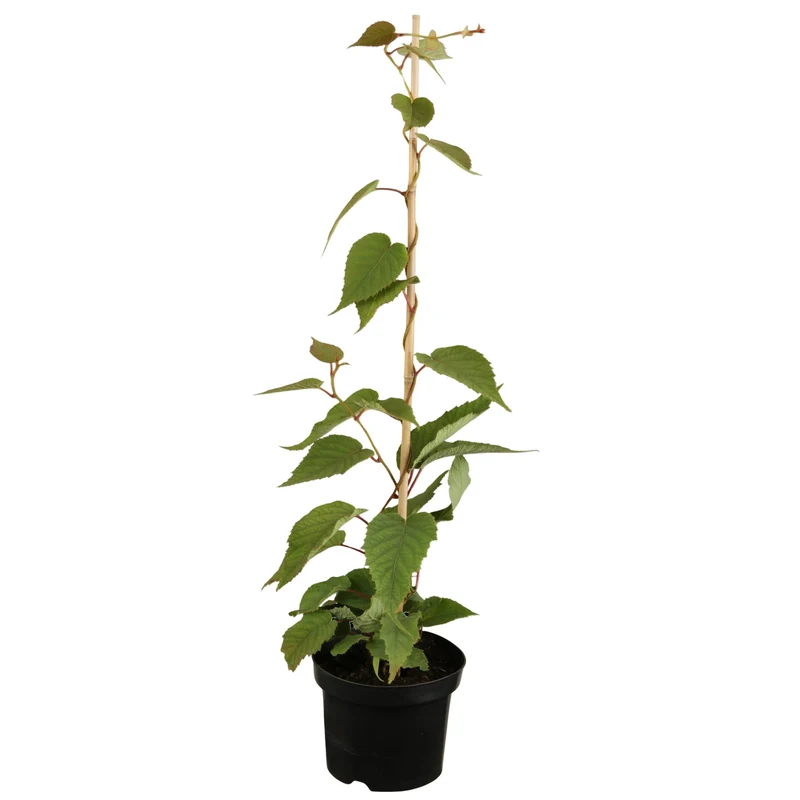 Bio Kiwi 'Jenny'
