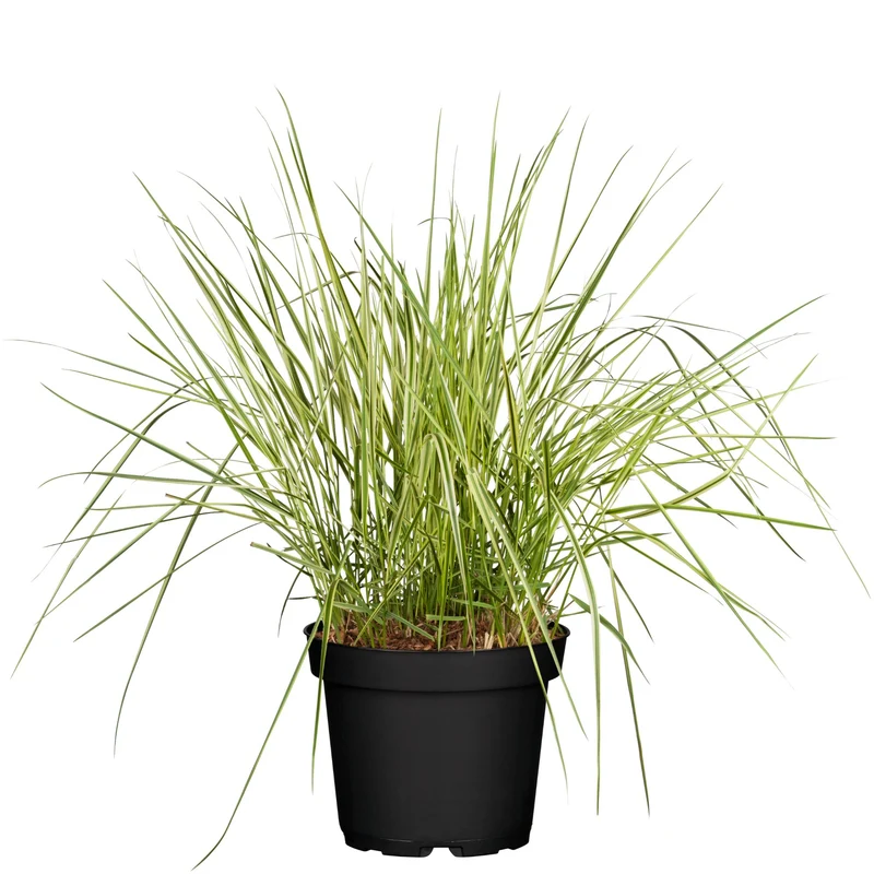 Buntes Reitgras 'Overdam'