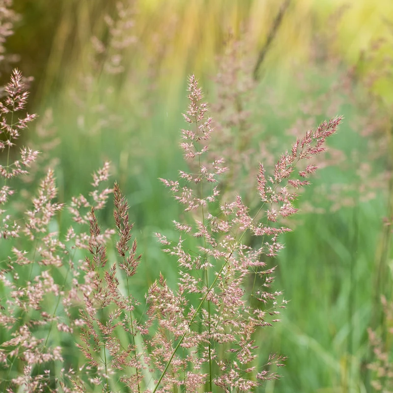 Buntes Reitgras 'Overdam'
