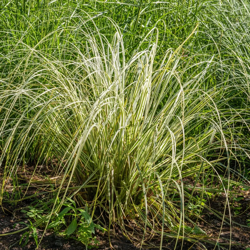 Buntes Reitgras 'Overdam'