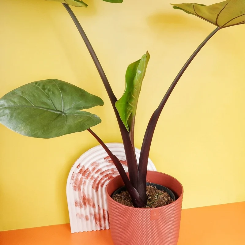 ALOCASIA BLACK COBRA