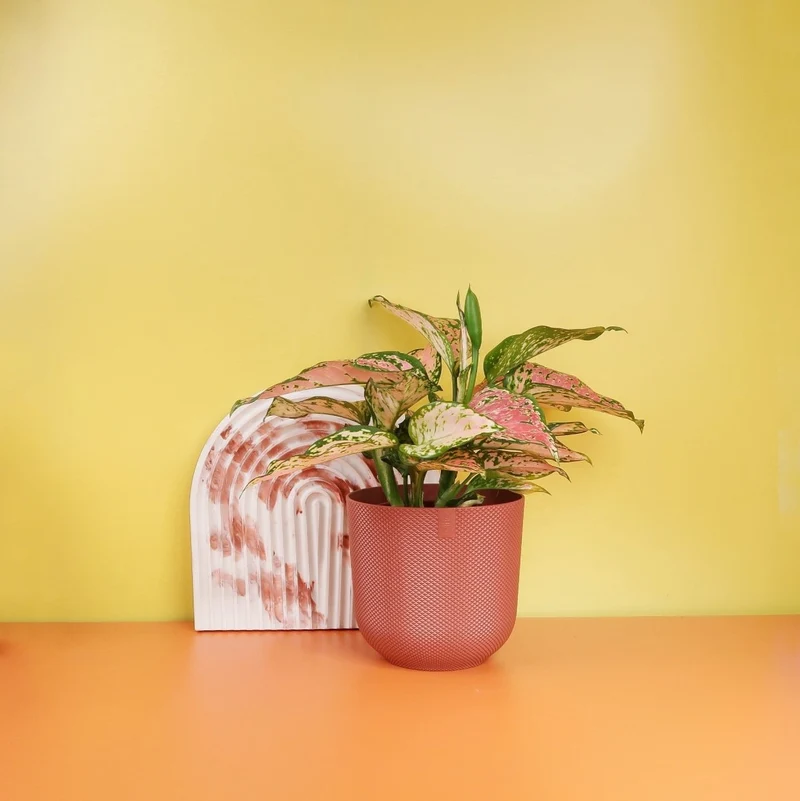 AGLAONEMA SPOTTED