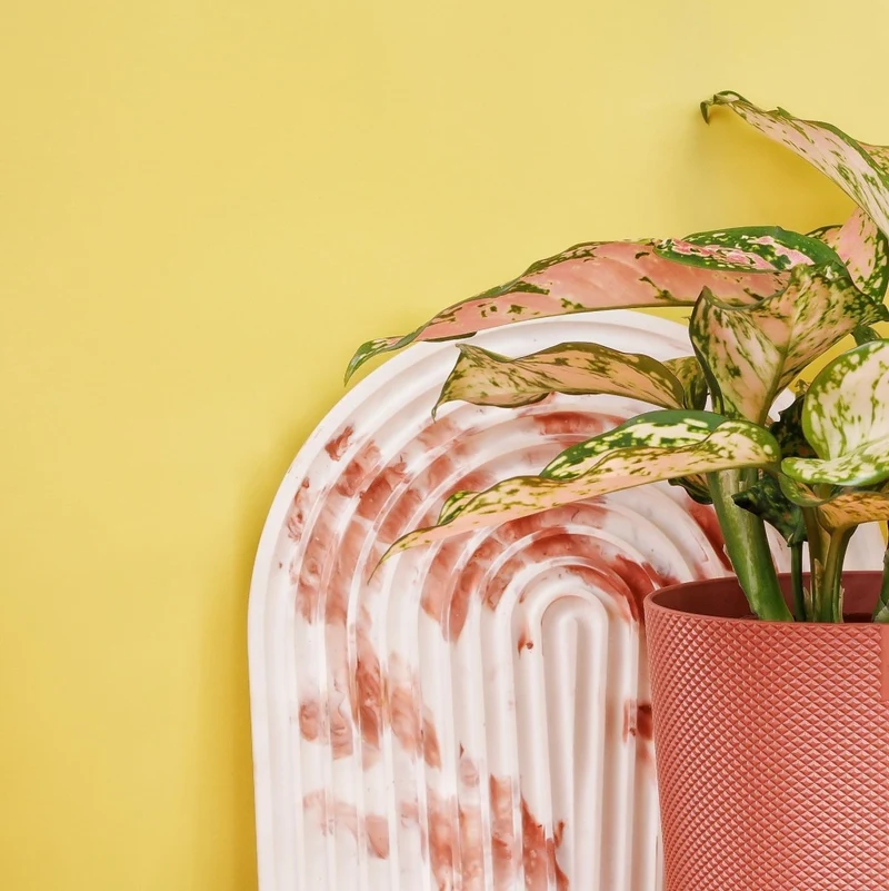 AGLAONEMA SPOTTED