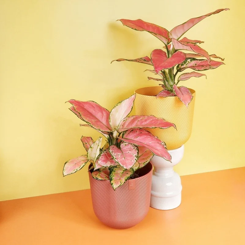 AGLAONEMA FLAMINGO
