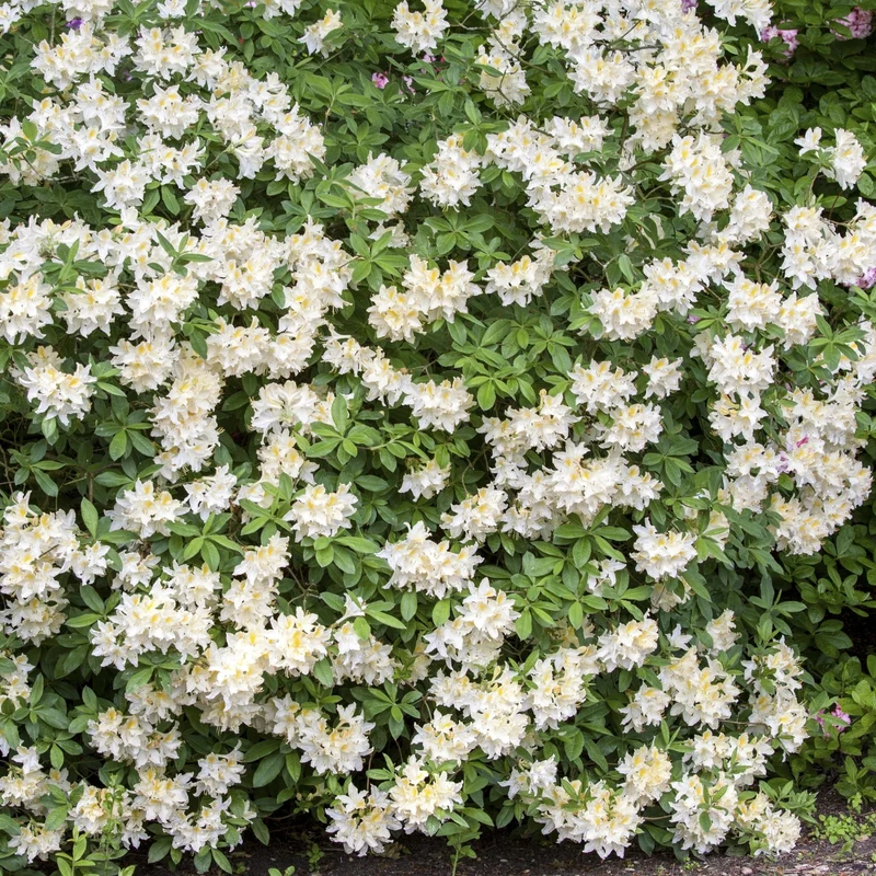 Sommergrüne Azalee 'Daviesii'
