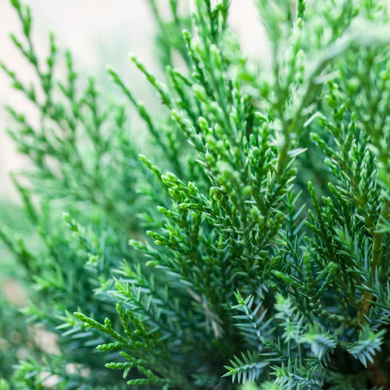 Blauer Zwergwachholder 'Mint Julep'