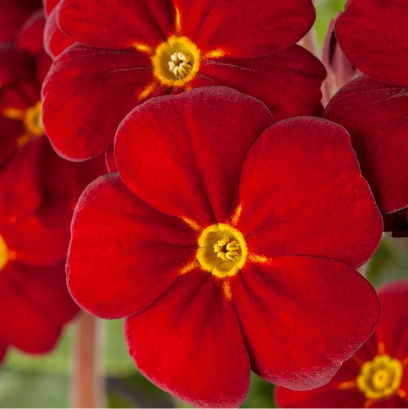 Hohe Schlüsselblume