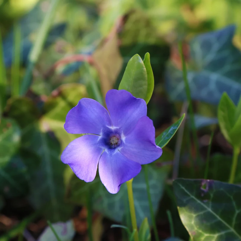 Hohe Schlüsselblume
