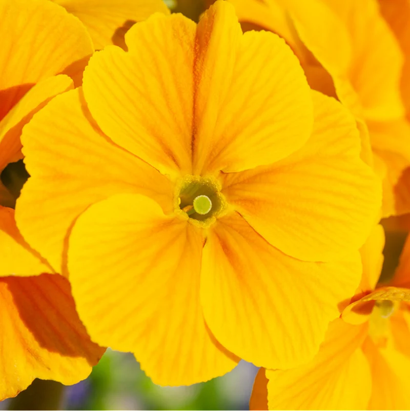 Hohe Schlüsselblume