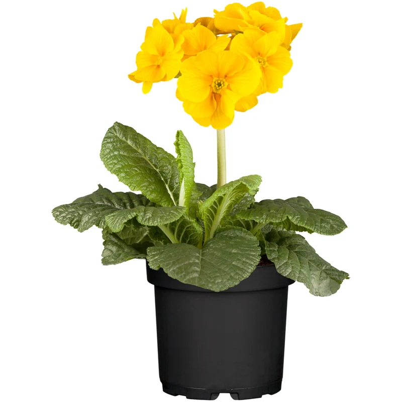 Hohe Schlüsselblume
