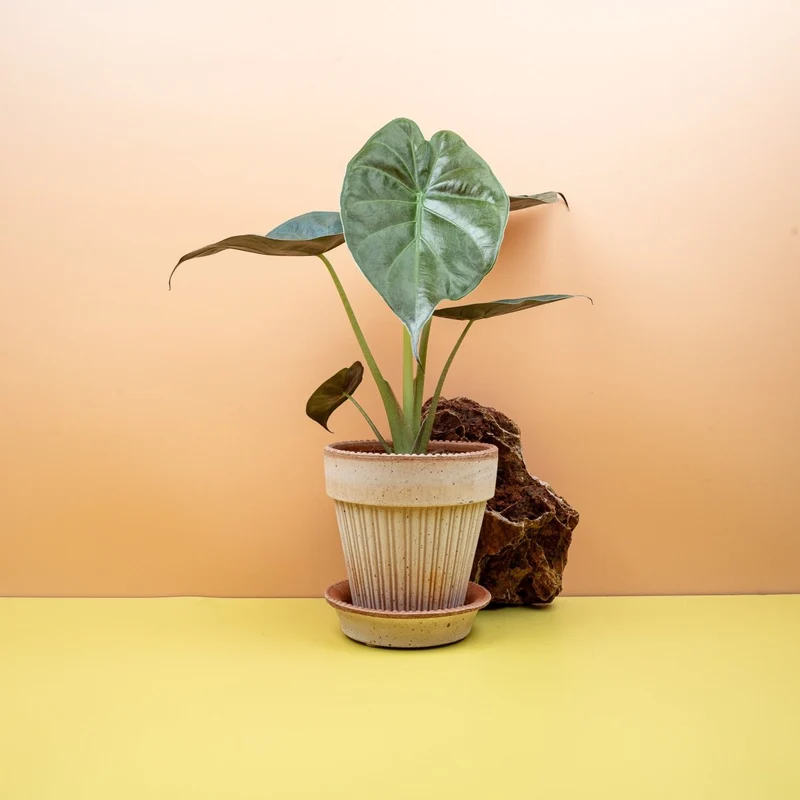 ALOCASIA WENTII