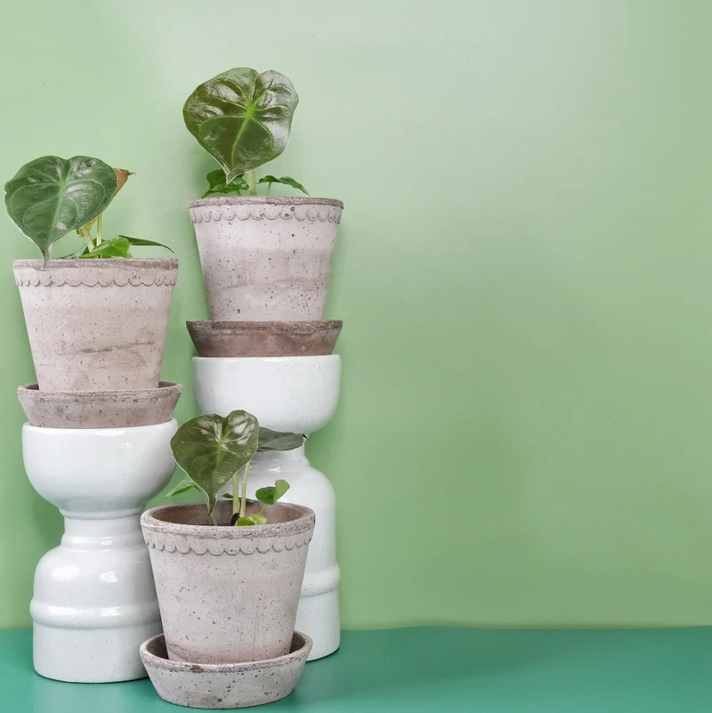 ALOCASIA WENTII