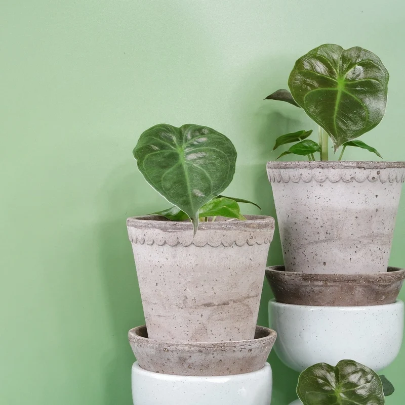 ALOCASIA WENTII