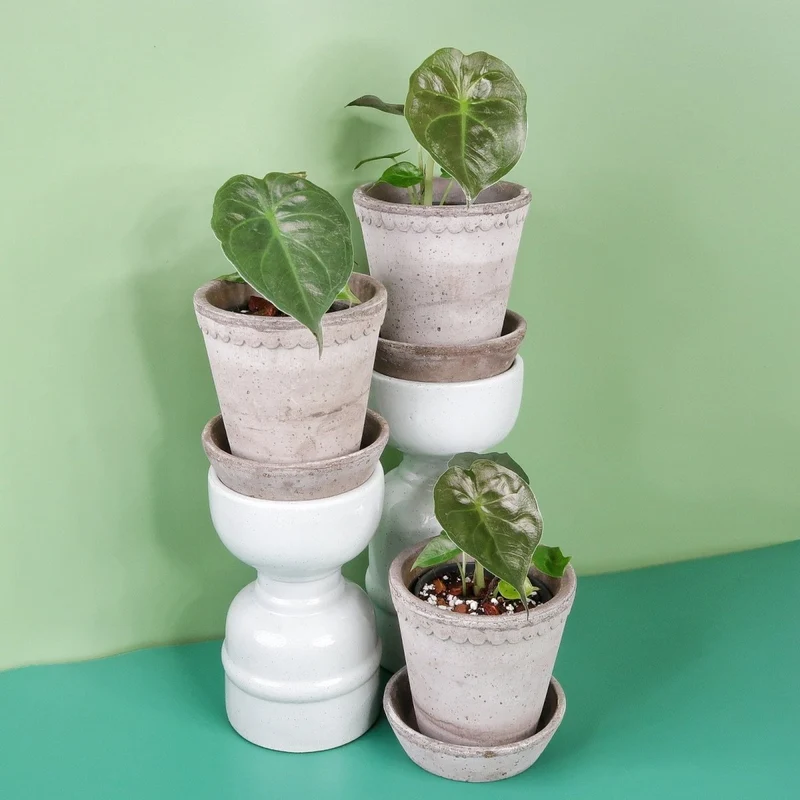 ALOCASIA WENTII