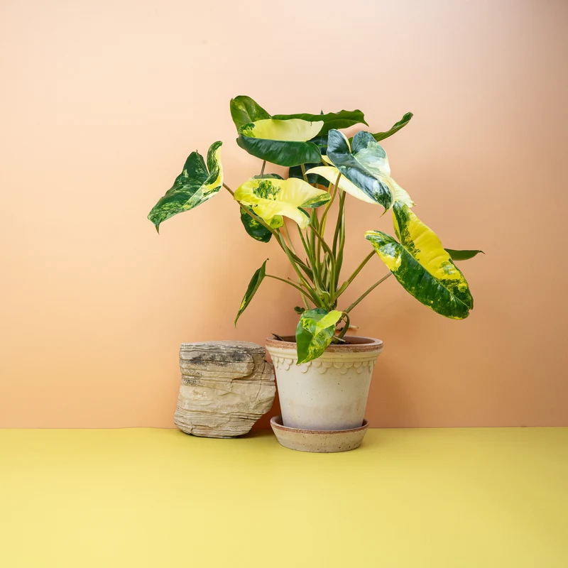 PHILODENDRON BURLE MARX VARIEGATA