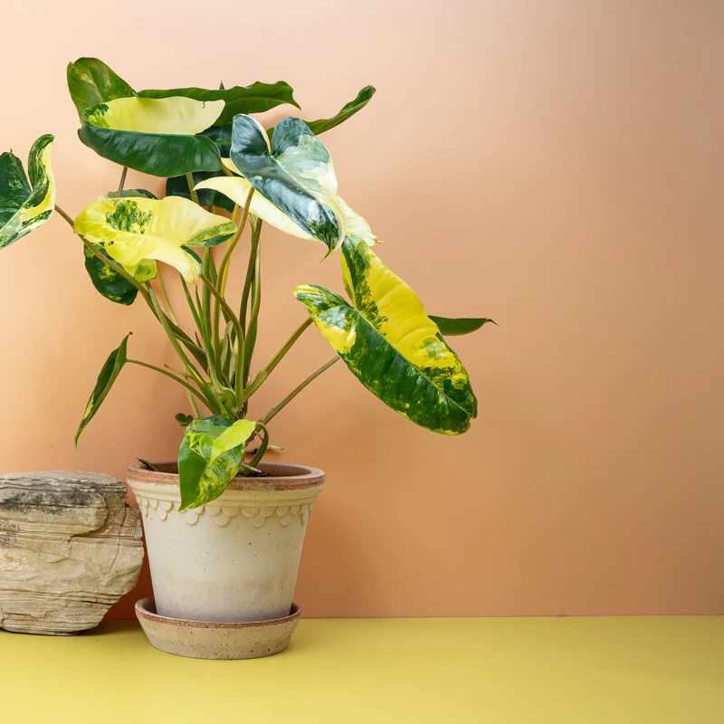 PHILODENDRON BURLE MARX VARIEGATA