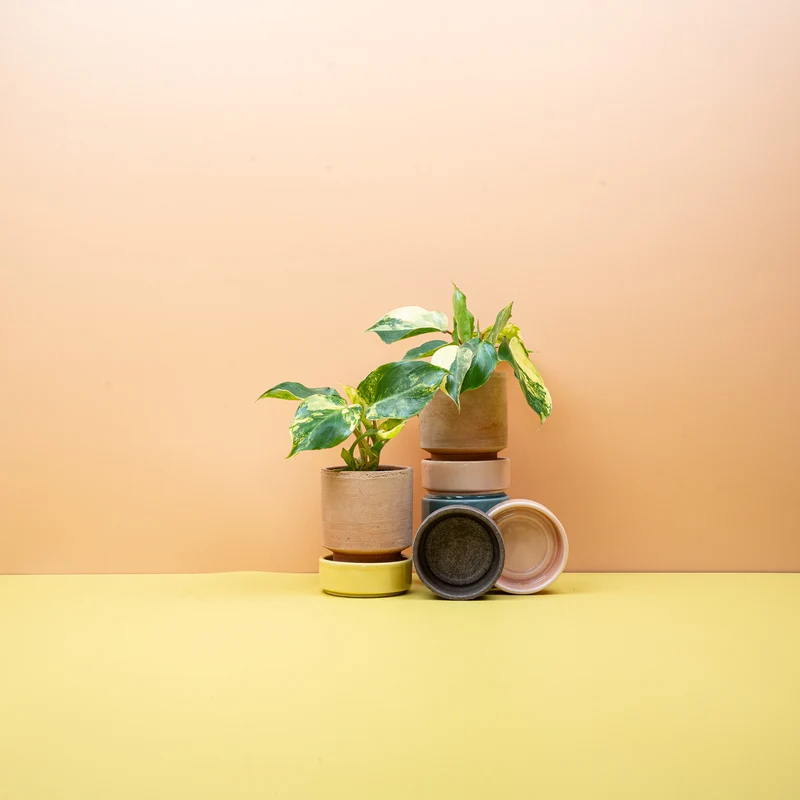 PHILODENDRON BURLE MARX VARIEGATA