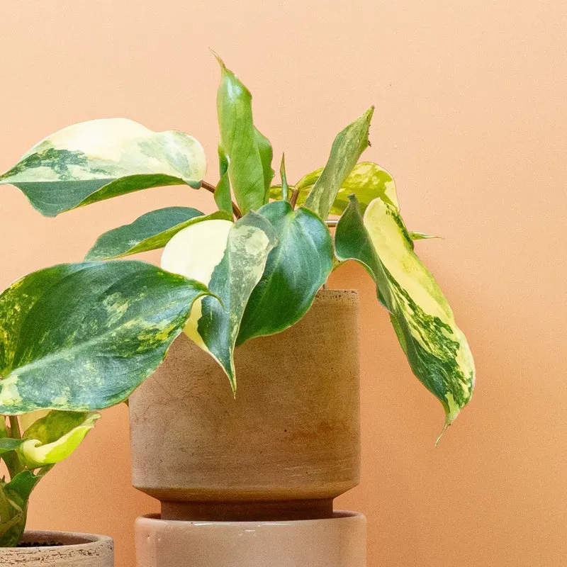 PHILODENDRON BURLE MARX VARIEGATA