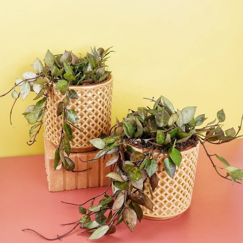 HOYA KROHNIANA BLACK SPLASH