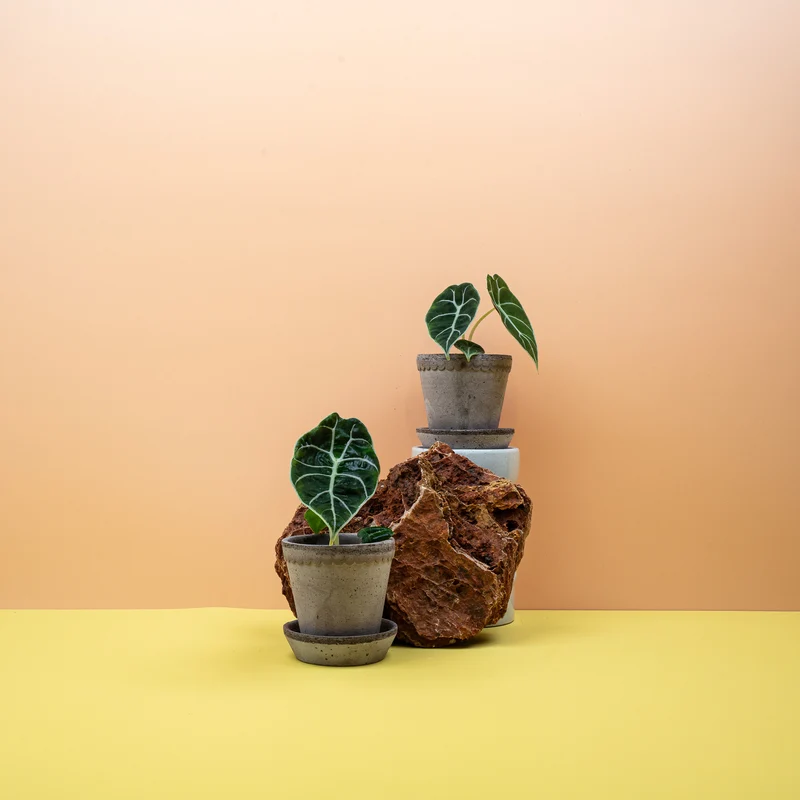 ALOCASIA WATSONIANA