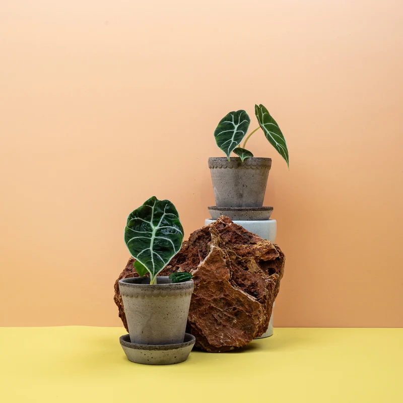 ALOCASIA WATSONIANA
