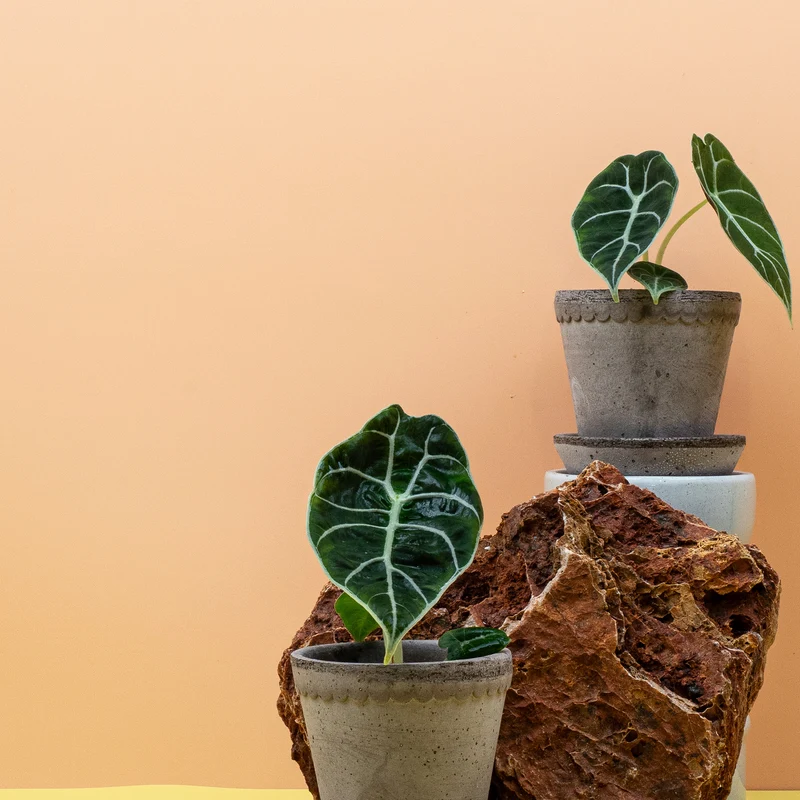 ALOCASIA WATSONIANA