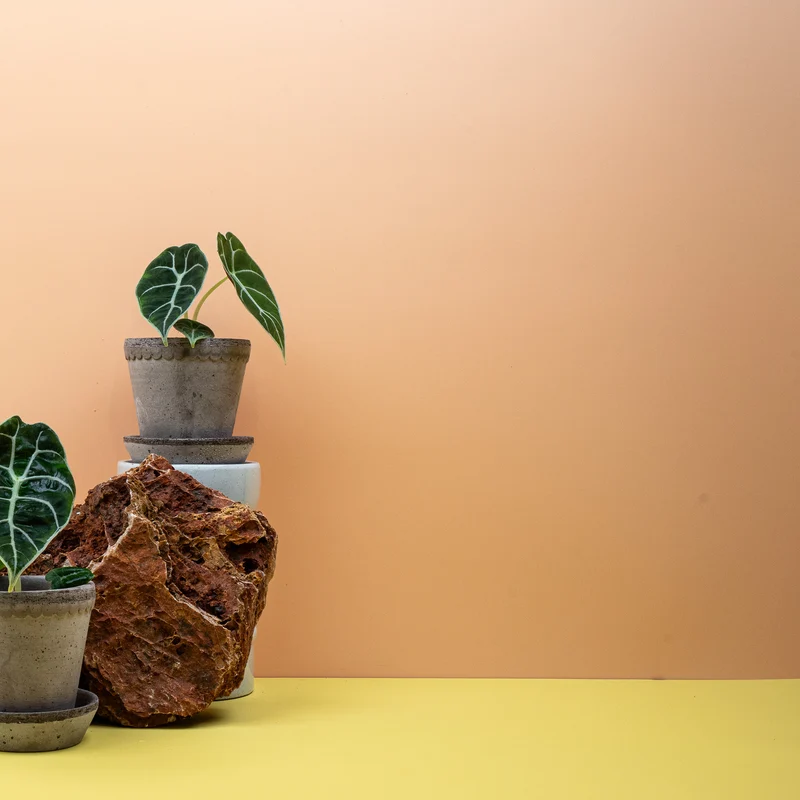 ALOCASIA WATSONIANA