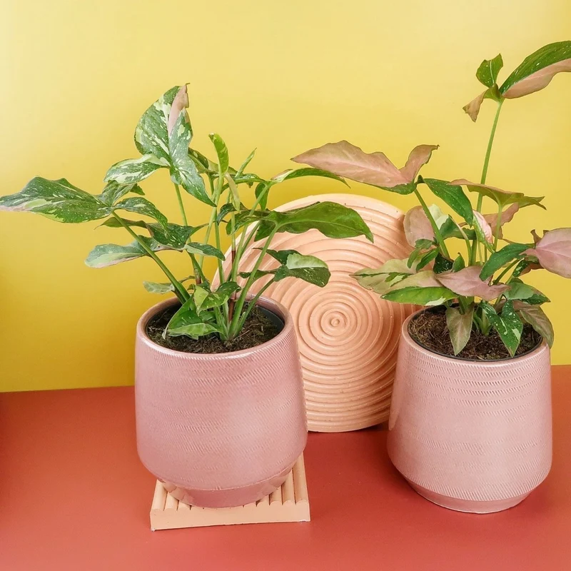 SYNGONIUM TRICOLOR