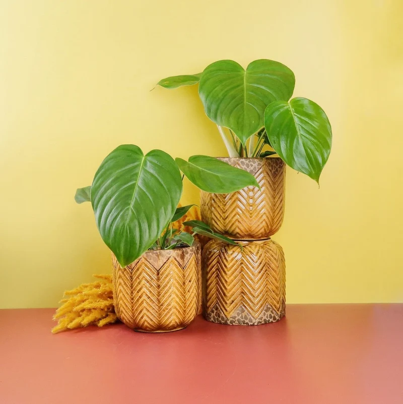 PHILODENDRON GRANDIPES